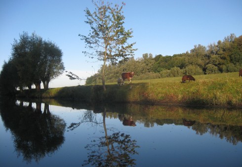 Ontwaak Met De Vogelzang In De Biesbosch
